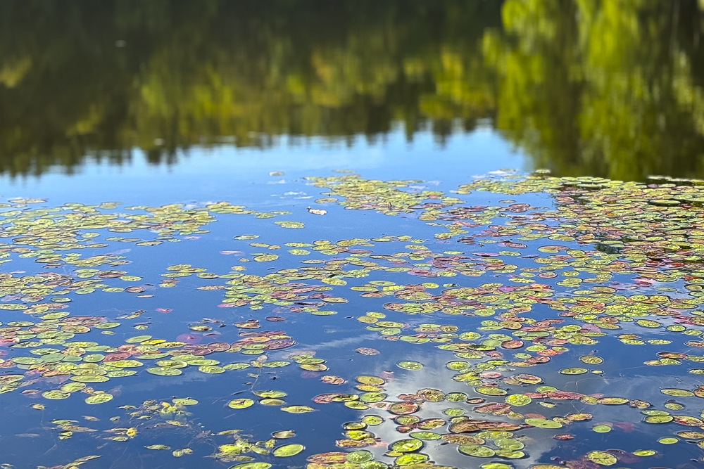 Reflection on Sylvan Pond